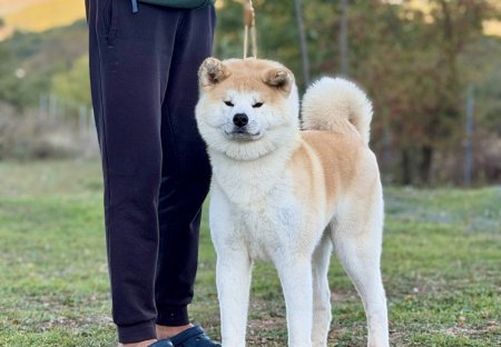 B' Shinju Go Shinrin Sou