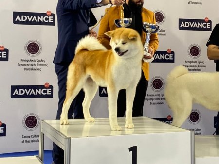 2nd Akita Club Winner Show