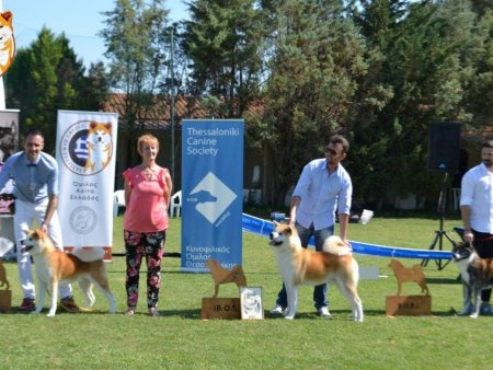 1st Akita Club Winner Show 