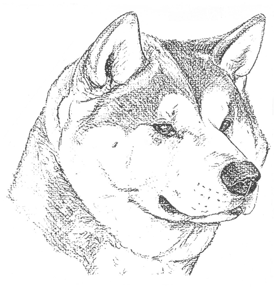 Akita