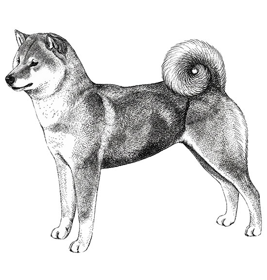 Shiba Inu