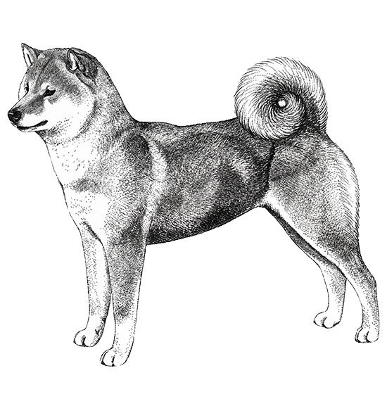 Πρότυπο Shiba