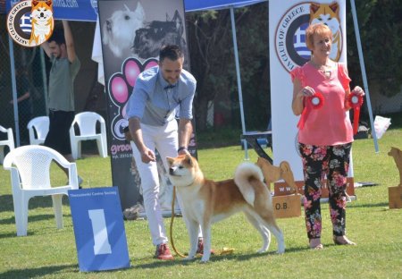 1st Akita Club Winner Show 