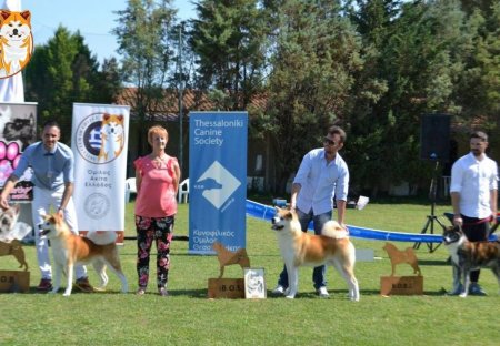 1st Akita Club Winner Show 