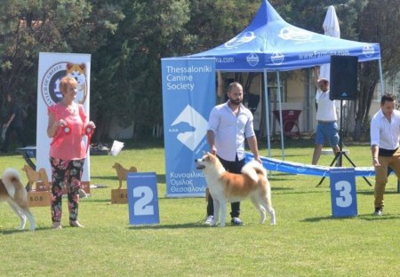 1st Akita Club Winner Show 